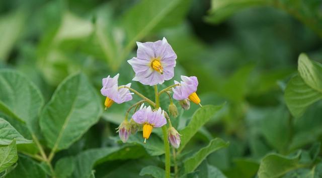 土豆——一种重要的块茎蔬菜（了解土豆的分类）