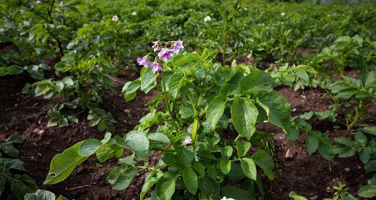 探秘土豆品种的多样性（从色彩、形状、口感到用途）