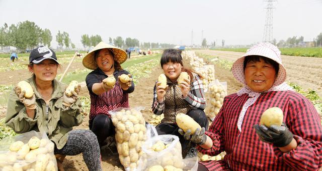 高产土豆种植技术与管理方法（从地块准备到收获）