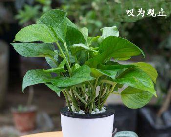 土培植物，从萌芽到成熟的完整指南（全面了解土培植物栽培技巧）