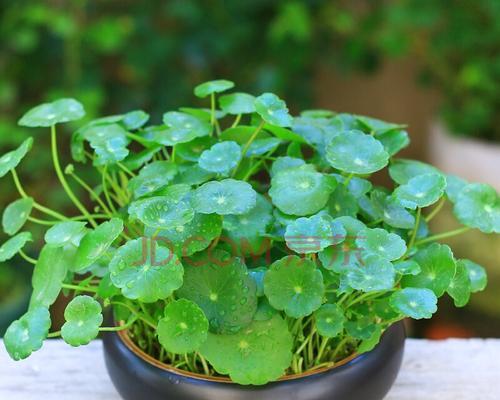 土培植物，从萌芽到成熟的完整指南（全面了解土培植物栽培技巧）