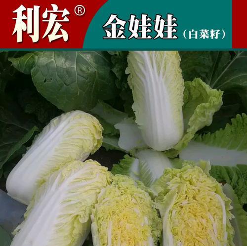 娃娃菜种植全攻略（从种植到成熟）