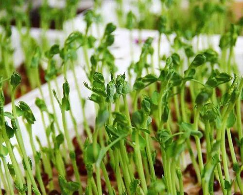 豌豆种植指南（从选种到收成）