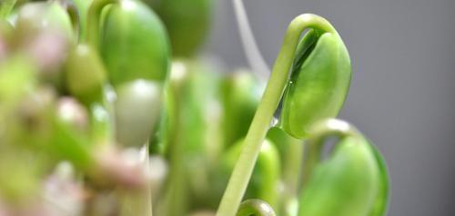 豌豆发芽了能否食用（探讨豌豆发芽的营养价值和安全性）