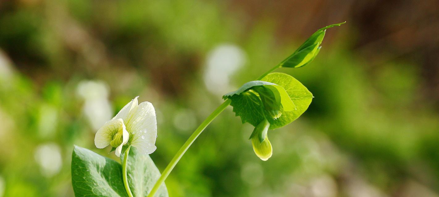 豌豆花不是完全花？解析豌豆花的生殖方式