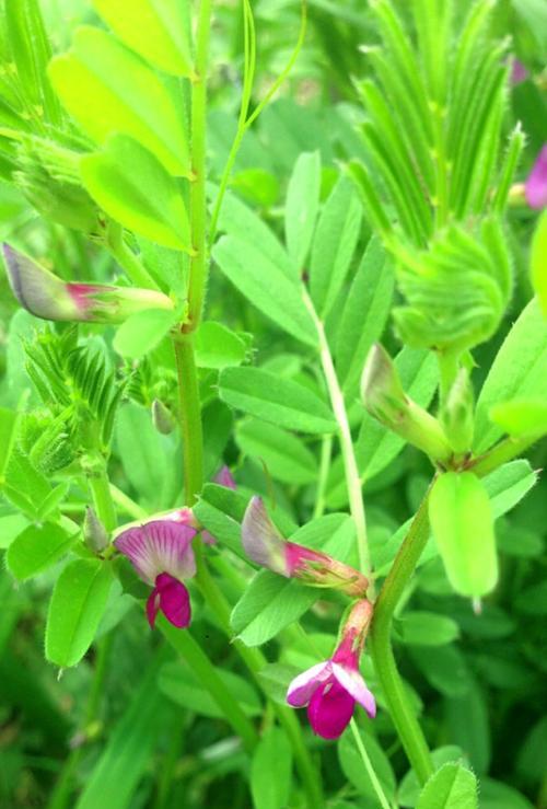 豌豆花叶病的防治方法（了解豌豆花叶病的症状及预防措施）