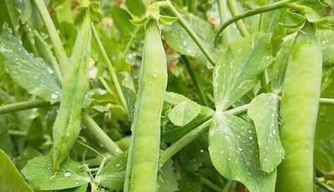 如何选择豌豆的种植时间（种植季节）