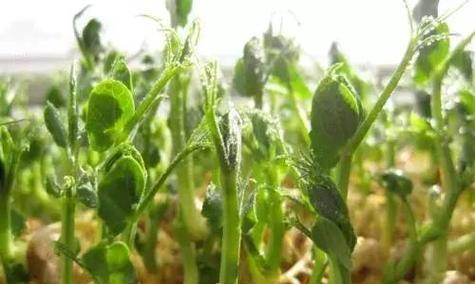 如何选择豌豆的种植时间（种植季节）