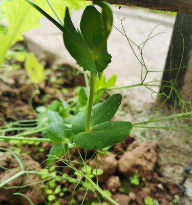 选择豌豆尖种子，这些品种最值得关注（挑选高产）