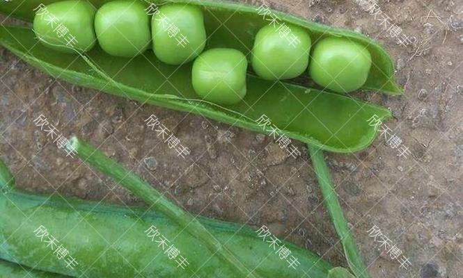 豌豆壳肥料的制作与应用（利用废弃豌豆壳打造绿色肥料）