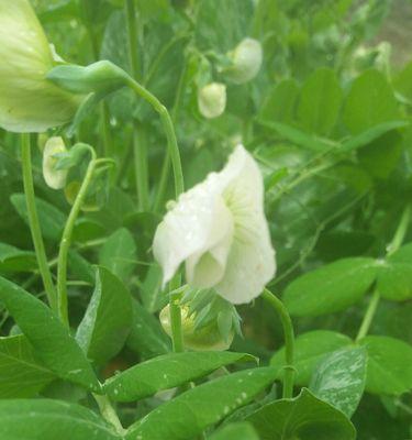 豌豆的开花时间及生长规律（豌豆花期特点）