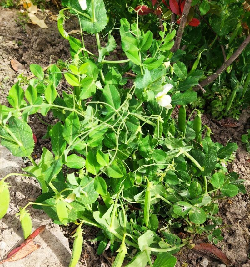 豌豆的开花时间及生长规律（豌豆花期特点）