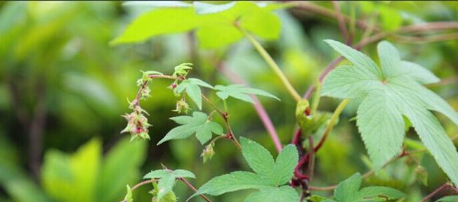 豌豆的雌雄同株性别特征研究（豌豆的花器官结构）