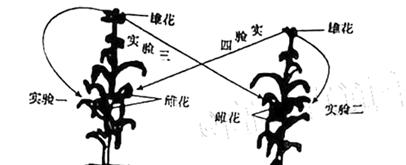 豌豆的雌雄同株性别特征研究（豌豆的花器官结构）