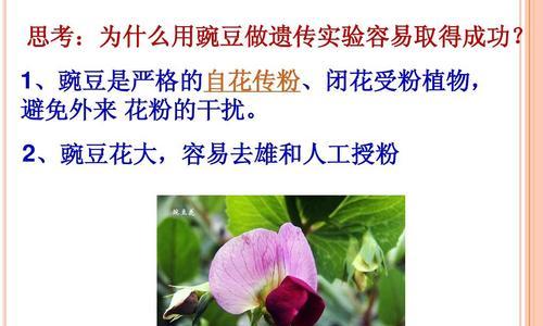 豌豆是双性花还是单性花（揭秘豌豆的性别之谜）