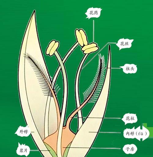 豌豆（探究豌豆的生殖方式和花部结构）