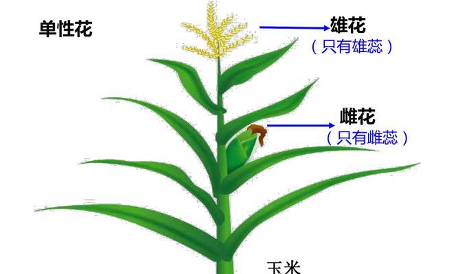 豌豆（探究豌豆的生殖方式和花部结构）