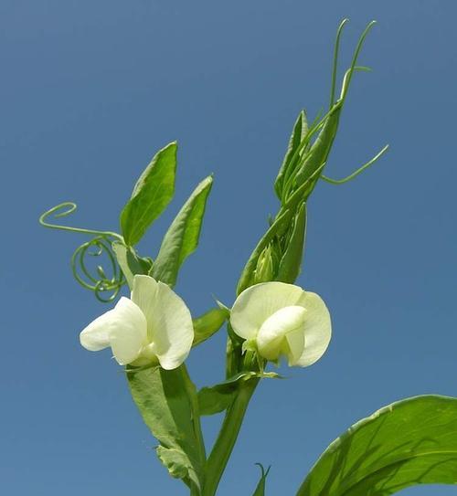 豌豆——一种营养丰富的豆科植物（了解豌豆的生长习性）