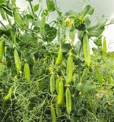 豌豆——一种营养丰富的豆科植物（了解豌豆的生长习性）