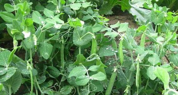 豌豆种植在夏季可行吗（探究豌豆种植的最佳时期和方法）