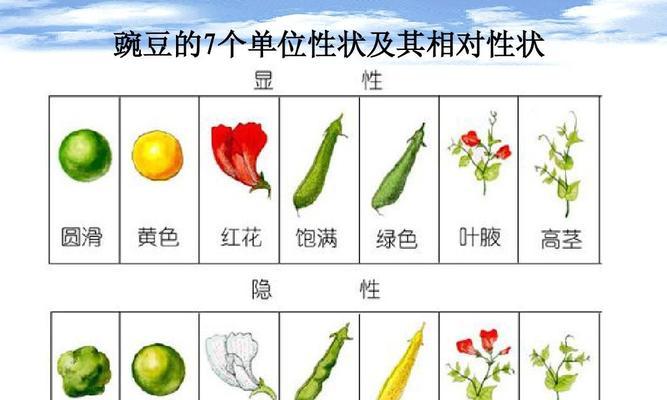 豌豆种植时间与生长周期剖析（如何确定适宜的种植时间）