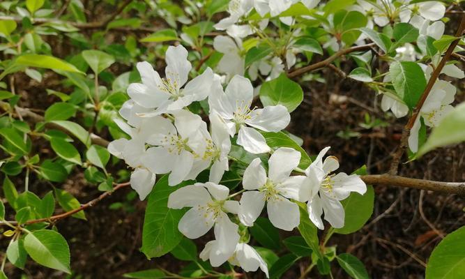 探索完全花植物的奥秘（全面了解完全花植物的分类）