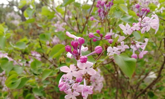 探索完全花植物的奥秘（全面了解完全花植物的分类）