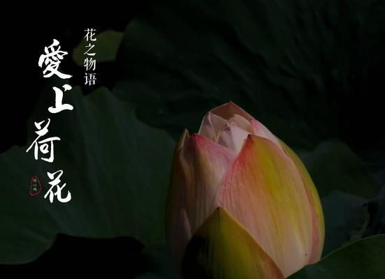 碗莲的花语和寓意（深度探究这朵优雅神秘的花）