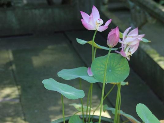 碗莲开花的时间和养护方法（探究碗莲的开花规律和养护技巧）