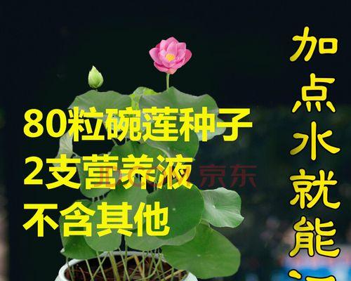 碗莲施肥全攻略（打造美丽的碗莲花池）