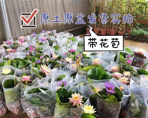 碗莲花——四季常开的美丽花卉（揭秘碗莲花的神奇之处）