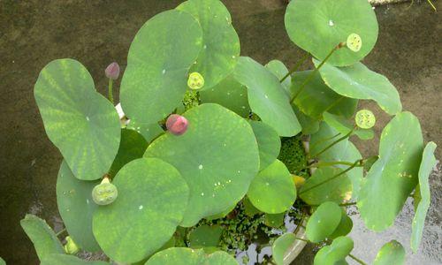 四季碗莲之多次开花的奥秘（一年内开花次数）