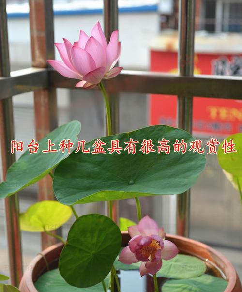 如何种植碗莲（选择合适的盆）