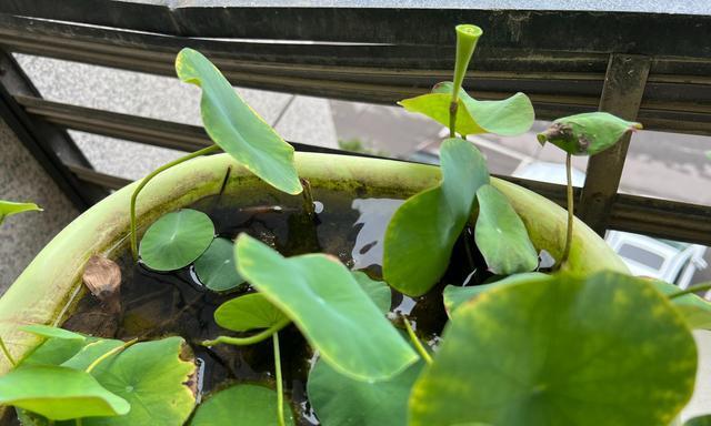 碗莲种植时间与生长周期（了解种植时间）