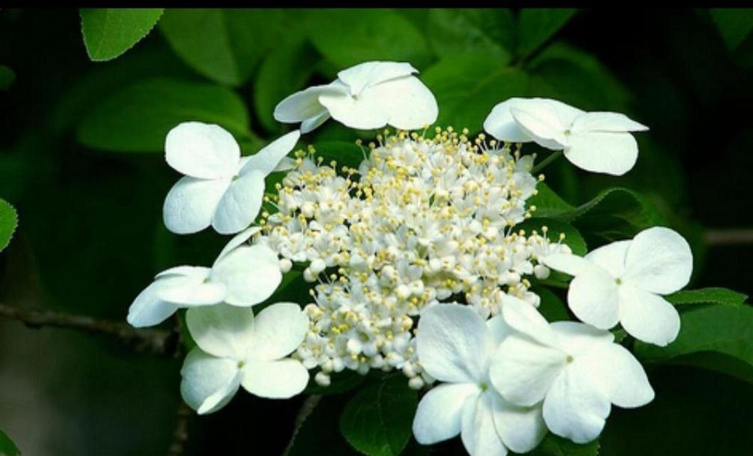 扬州市花琼花的象征与寓意（探寻琼花的美丽与内涵）