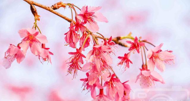 樱花盛开，意味着生命的短暂美丽（樱花）