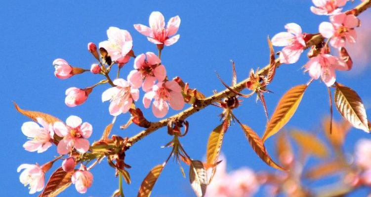 花语是重逢——以有什么花的花语为主题的文章（探寻花朵与重逢的深刻意义）