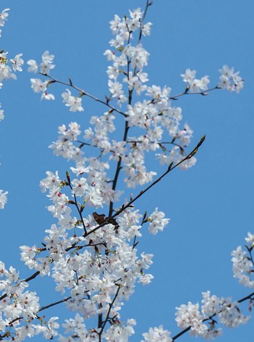 花的高贵纯洁（以花为镜）