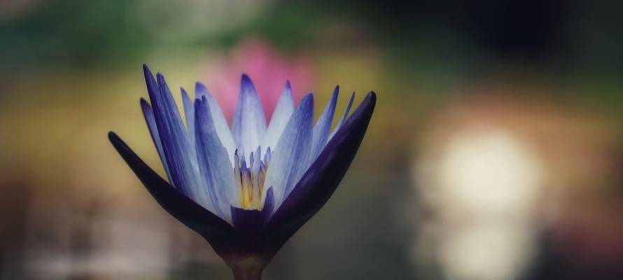 延药睡莲花（揭开延药睡莲花背后的诗意与神秘）