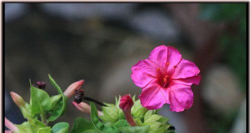 以夜来香，芬芳之美（夜来香的花语与传说）