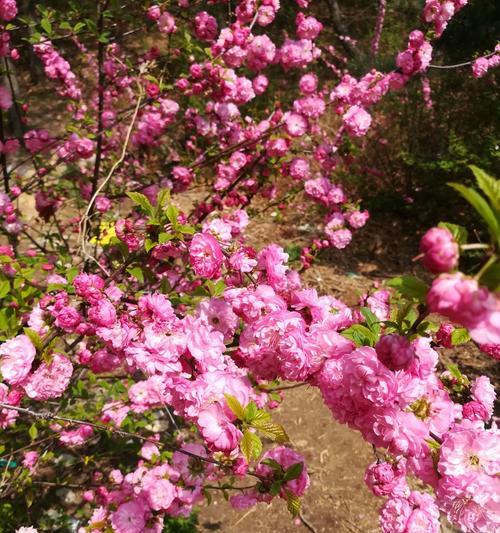 樱桃花的花语（樱桃花的花语及其象征意义）