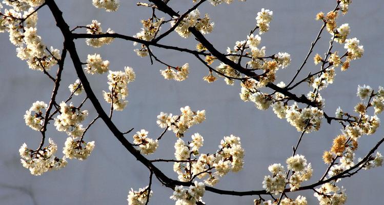 樱桃花的美丽与寓意（探寻樱桃花的花语和文化内涵）