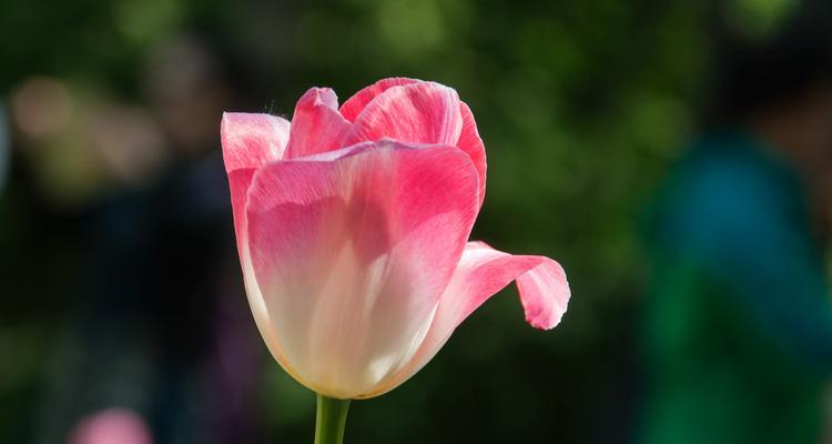 郁金香粉色花语与美好生活（探索郁金香粉色花语的深刻寓意）