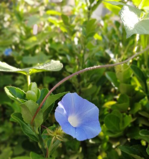 圆叶牵牛花-激发爱与希望的花朵（探索圆叶牵牛花的花语和象征意义）