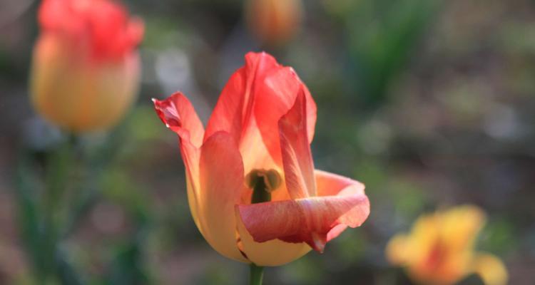 春节郁金香花语（传递团圆与幸福的春节祝福）