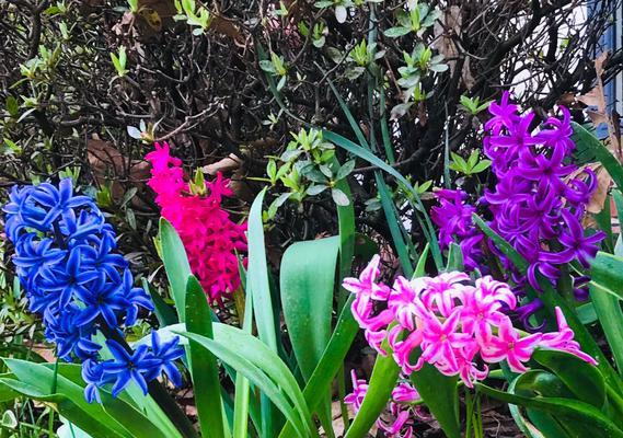 紫风信子花语之神秘的花海（探索紫风信子的花语与意义）