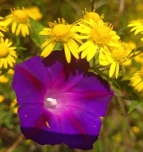 紫色野菊花花语——向生命的坚韧致敬（用花语诠释生命的美好）