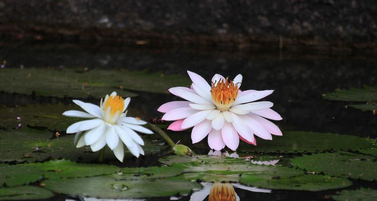 紫睡莲花语（一朵花朵的沉思）