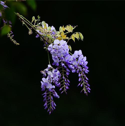 紫藤花（盛开的紫藤花令人心生向往）