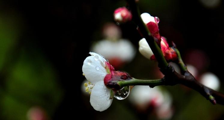 白梅花的花语与意义（探索白梅花的深层寓意）